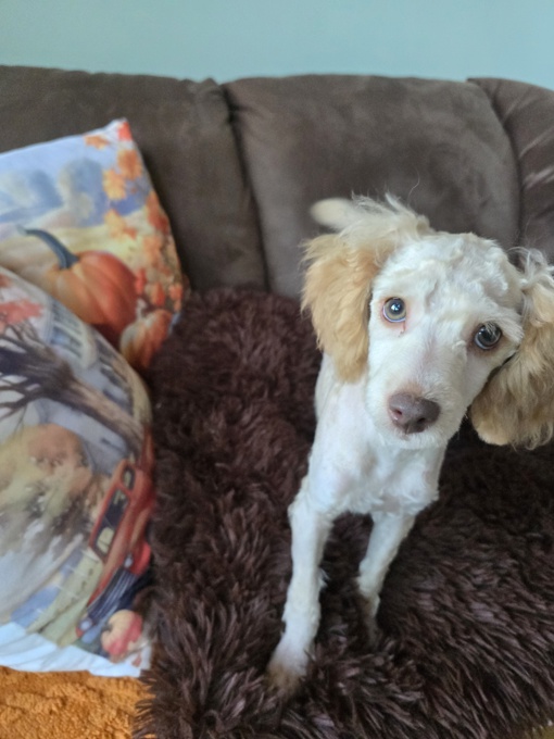 MINI POODLE