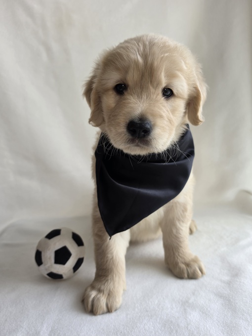 Golden Retriever