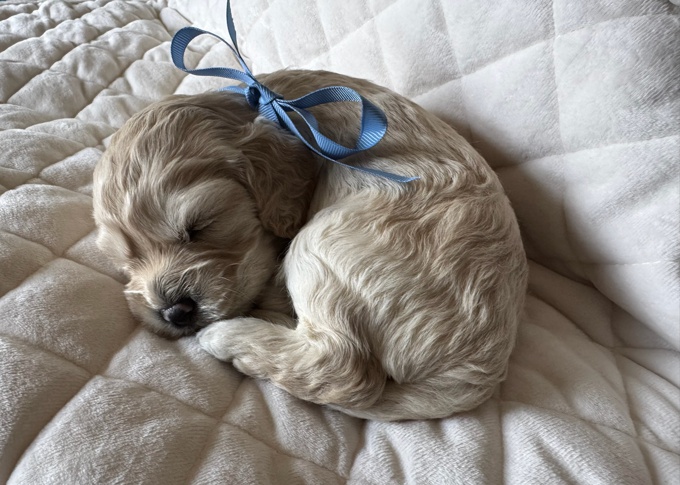 Cockapoo