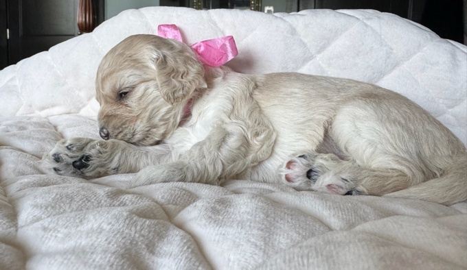 Cockapoo