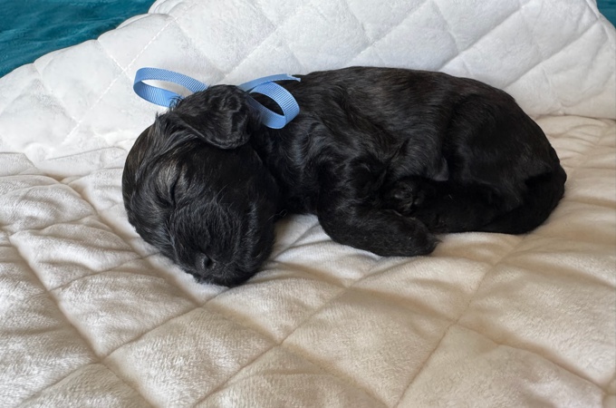 Cockapoo
