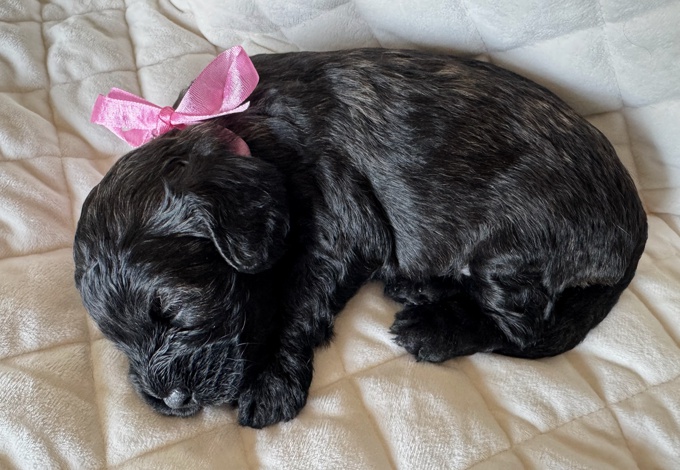 Cockapoo