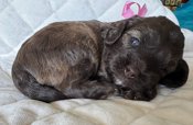 Cockapoo