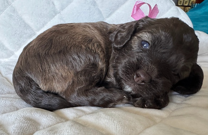 Cockapoo