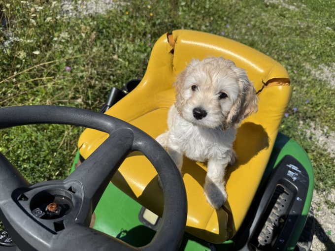 Cockapoo