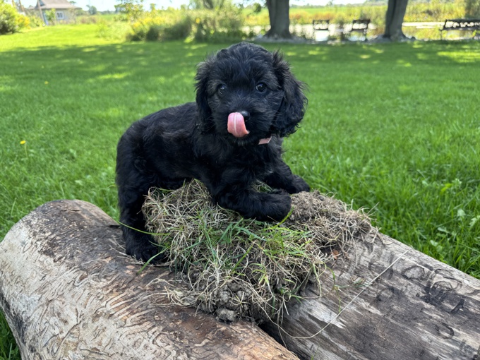 Cockapoo