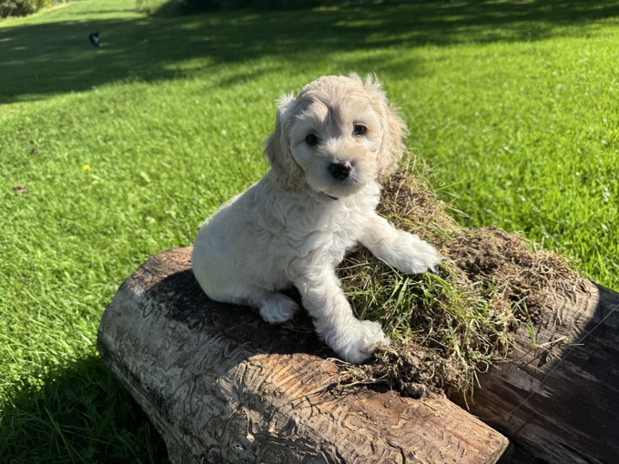 Cockapoo