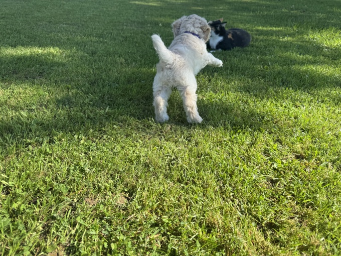 Cockapoo