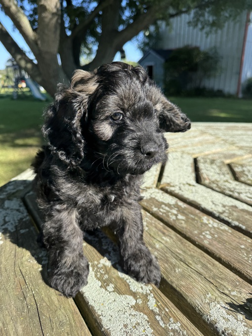 Cockapoo