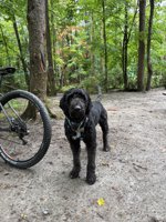 Portuguese waterdog