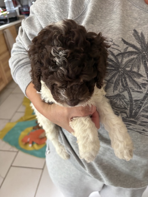 Cockapoo