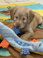 Cockapoo