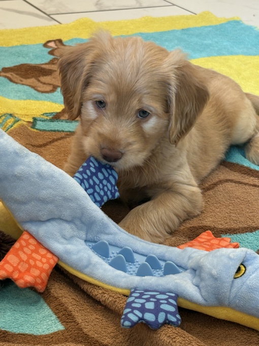 Cockapoo