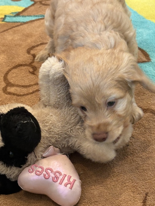 Cockapoo