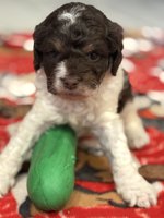 Cockapoo