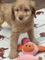 Cockapoo