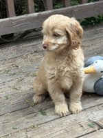 Cockapoo