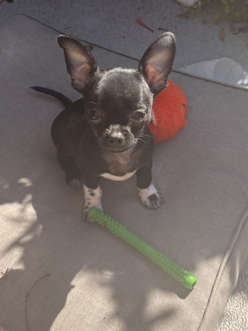 Chihuahua