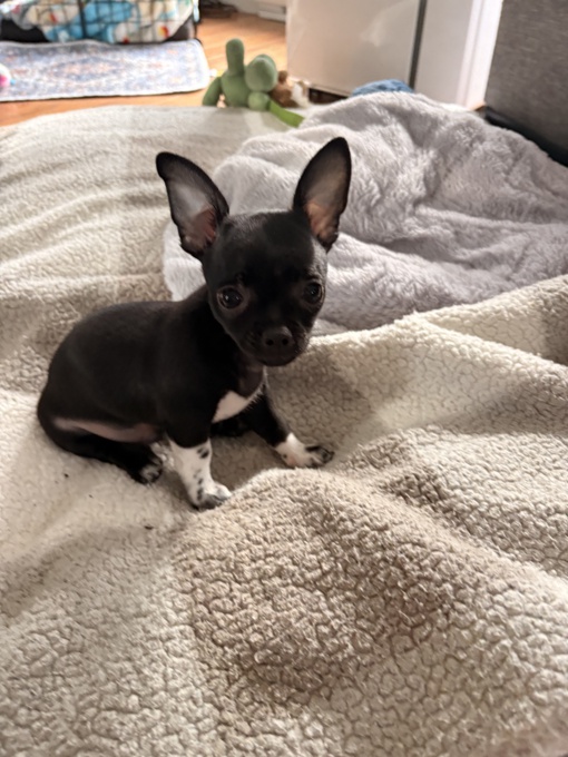 Chihuahua