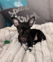 Chihuahua