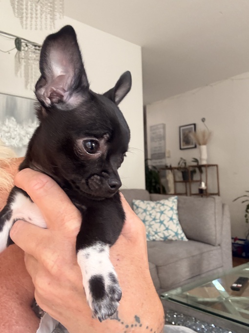 Chihuahua