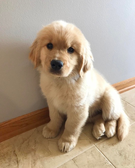 Golden Retriever