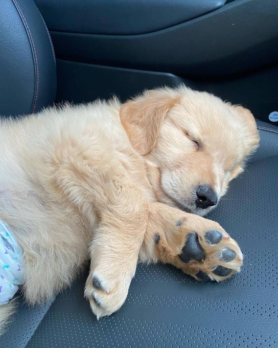 Golden Retriever