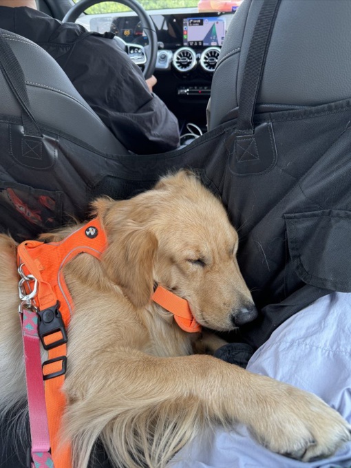 Golden Retriever