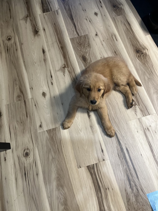 Golden Retriever