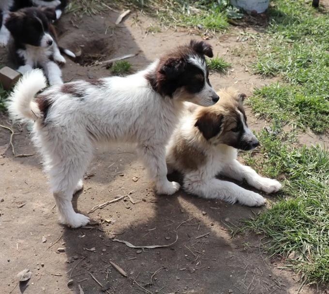 Aussie/Polish Tatra