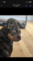 American bully