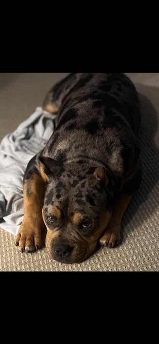 American bully