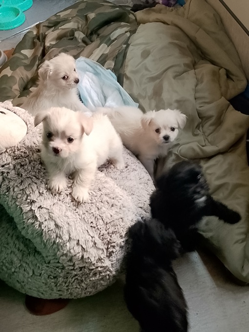 Maltese X
