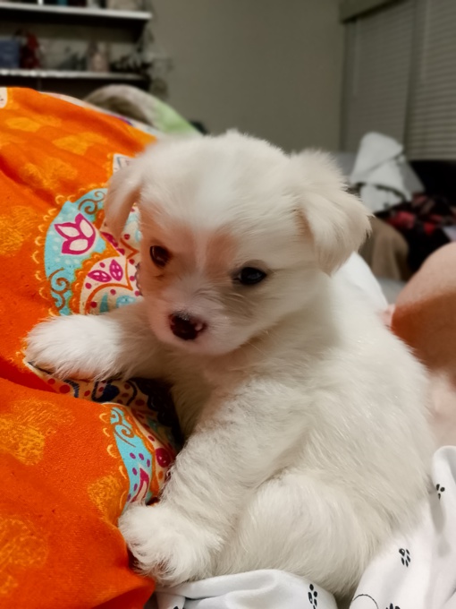 Maltese X