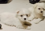 Maltese X