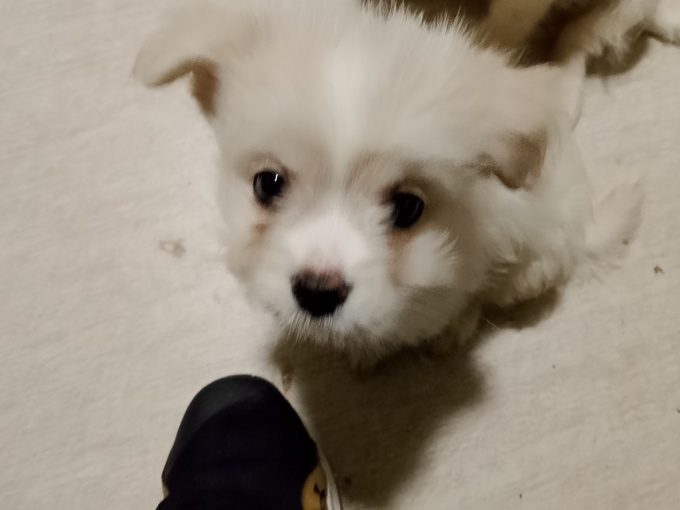 Maltese X