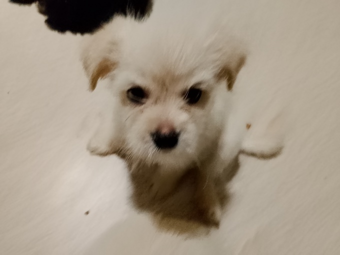 Maltese X