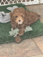 Goldendoodle