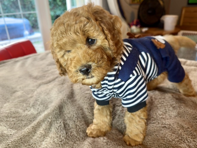 Goldendoodle