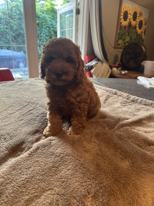 Goldendoodle