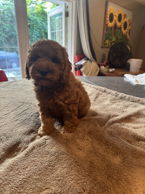 Goldendoodle
