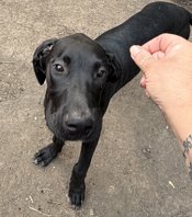 Cane corso/great dane