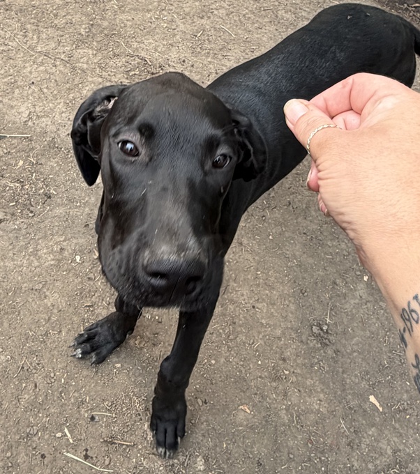 Cane corso/great dane