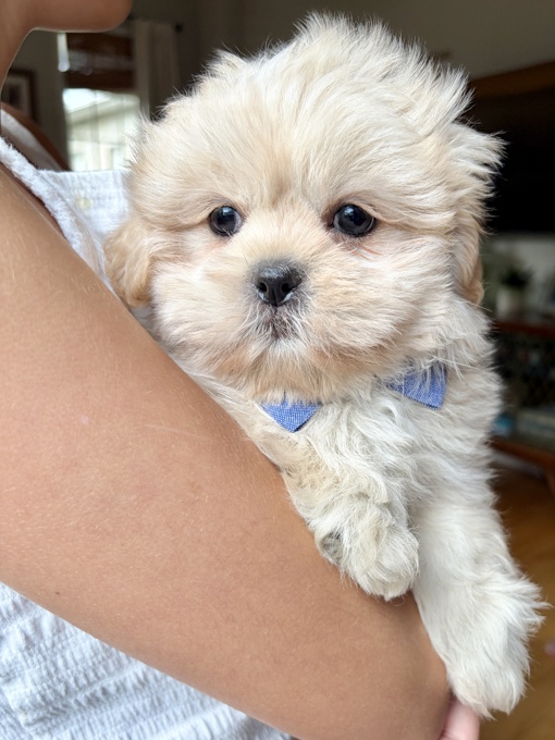Shih Tzu
