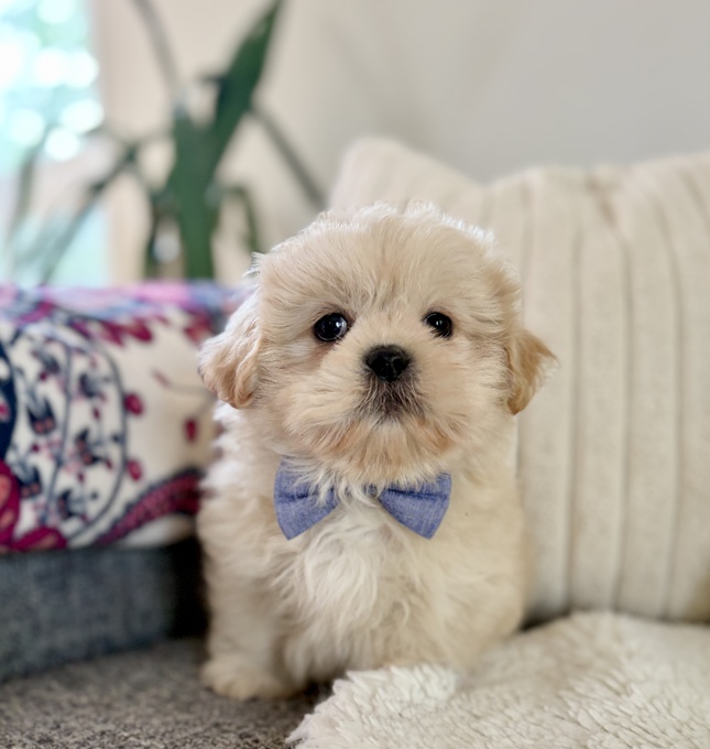 Shih Tzu