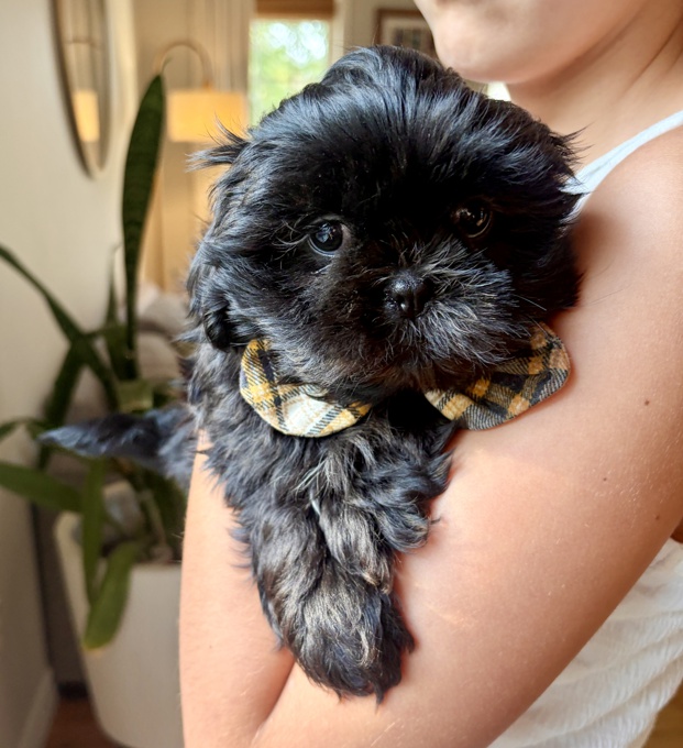 Shih Tzu