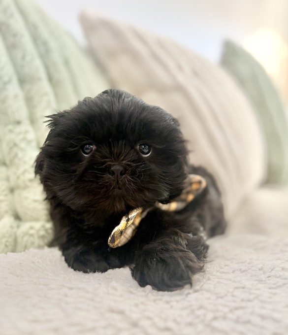 Shih Tzu