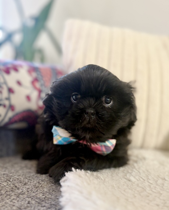 Shih Tzu