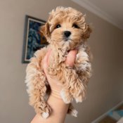 Maltipoo