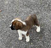 St. Bernard